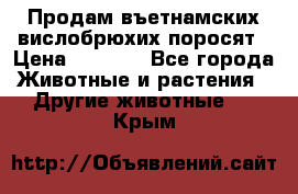 Продам въетнамских вислобрюхих поросят › Цена ­ 2 500 - Все города Животные и растения » Другие животные   . Крым